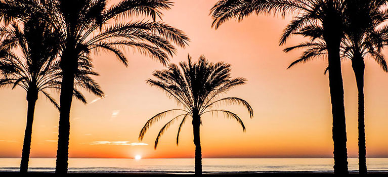 akilar banner 5 sunset promenade palm trees sm