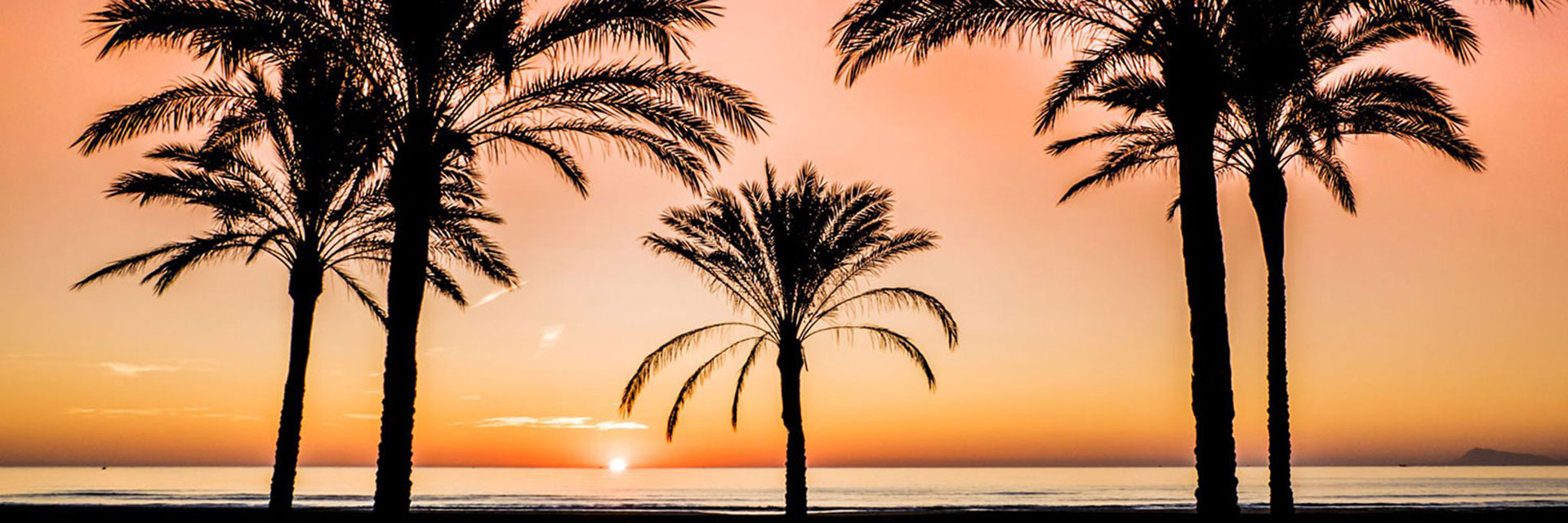 akilar banner 5 sunset promenade palm trees